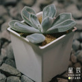 【觀葉多肉】雪晃星-三吋_1