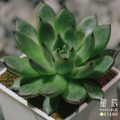 【觀葉多肉】貴婦手指-三吋_1