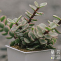 【觀葉多肉】雅樂之舞-三吋_2