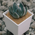 【觀葉多肉】紫麗殿-三吋_1