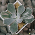 【觀葉多肉】雪晃星-三吋