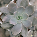 【觀葉多肉】澄江-三吋_1