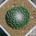 【觀葉多肉】蜘蛛絲卷娟-三吋_1