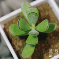 【觀葉多肉】森聖塔-三吋_2