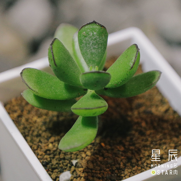 【觀葉多肉】森聖塔-三吋