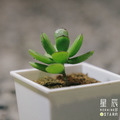 【觀葉多肉】森聖塔-三吋_1