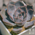 【觀葉多肉】費歐娜-三吋