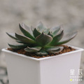 【觀葉多肉】黑王子-三吋_2