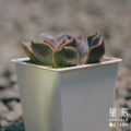【觀葉多肉】費歐娜-三吋_2