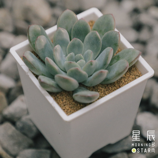 【觀葉多肉】邁達斯國王-三吋