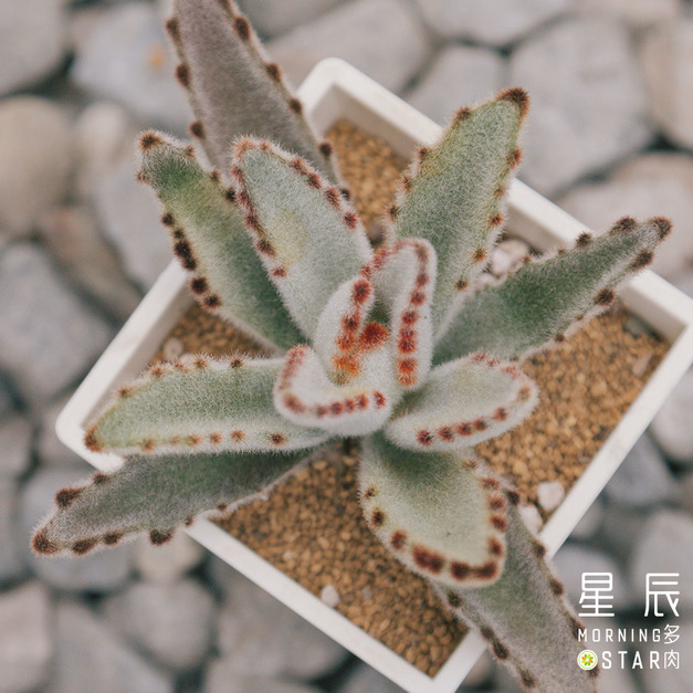 【觀葉多肉】星兔耳-三吋