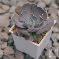 【觀葉多肉】天鵝湖-三吋_1