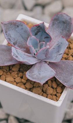 【觀葉多肉】晚霞-三吋