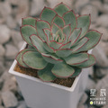 【觀葉多肉】月光女神-三吋_1