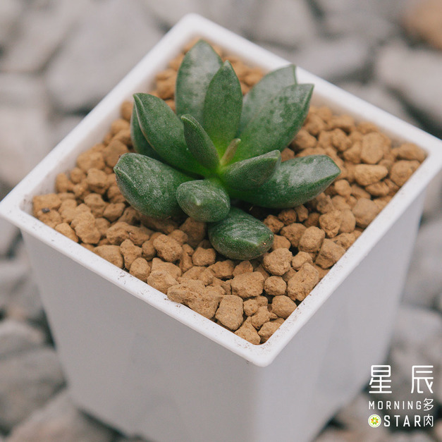 【觀葉多肉】松蟲天章-三吋