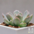 【觀葉多肉】武仙座-三吋_1