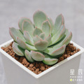 【觀葉多肉】武仙座-三吋