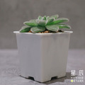 【觀葉多肉】白閃冠-三吋_1
