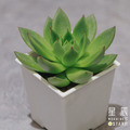 【觀葉多肉】聖誕東雲-三吋
