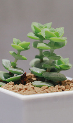 【觀葉多肉】星王子-三吋