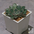 【觀葉多肉】美麗蓮貝拉-三吋