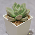【觀葉多肉】奶油酪梨-三吋