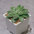 【觀葉多肉】白閃冠-三吋