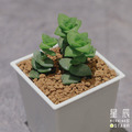 【觀葉多肉】星王子-三吋_1