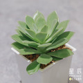【觀葉多肉】格言-三吋