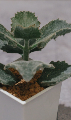 【觀葉多肉】獠牙兔-三吋