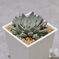 【觀葉多肉】銀天女-三吋