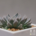 【觀葉多肉】銀天女-三吋_1