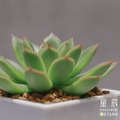 【觀葉多肉】日本戀情-三吋_1