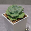【觀葉多肉】王妃雷神-三吋