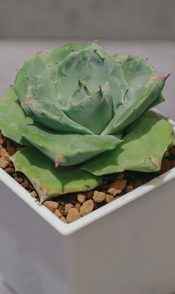 【觀葉多肉】王妃雷神-三吋