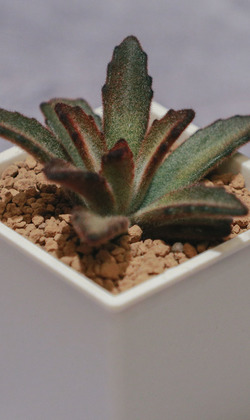 【觀葉多肉】巧克力士兵-三吋