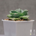 【觀葉多肉】王妃雷神-三吋_1