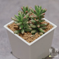 【觀葉多肉】虹之玉錦-三吋