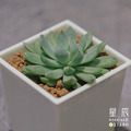 【觀葉多肉】白線-三吋