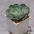【觀葉多肉】白鬼石化錦-三吋_1
