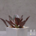 【觀葉多肉】紅司-三吋_1