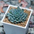 【觀葉多肉】青渚蓮-三吋
