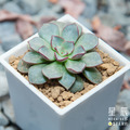 【觀葉多肉】大型摩氏玉蓮-三吋