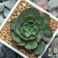 【觀葉多肉】楊金-三吋_1