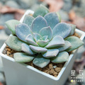 【觀葉多肉】天鶴座-三吋