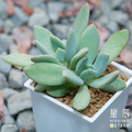 【觀葉多肉】青星美人-三吋