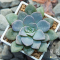【觀葉多肉】天鶴座-三吋_1