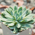 【觀葉多肉】藍安娜-三吋_1