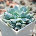 【觀葉多肉】雪特-三吋_3