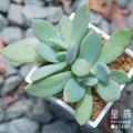 【觀葉多肉】青星美人-三吋_1